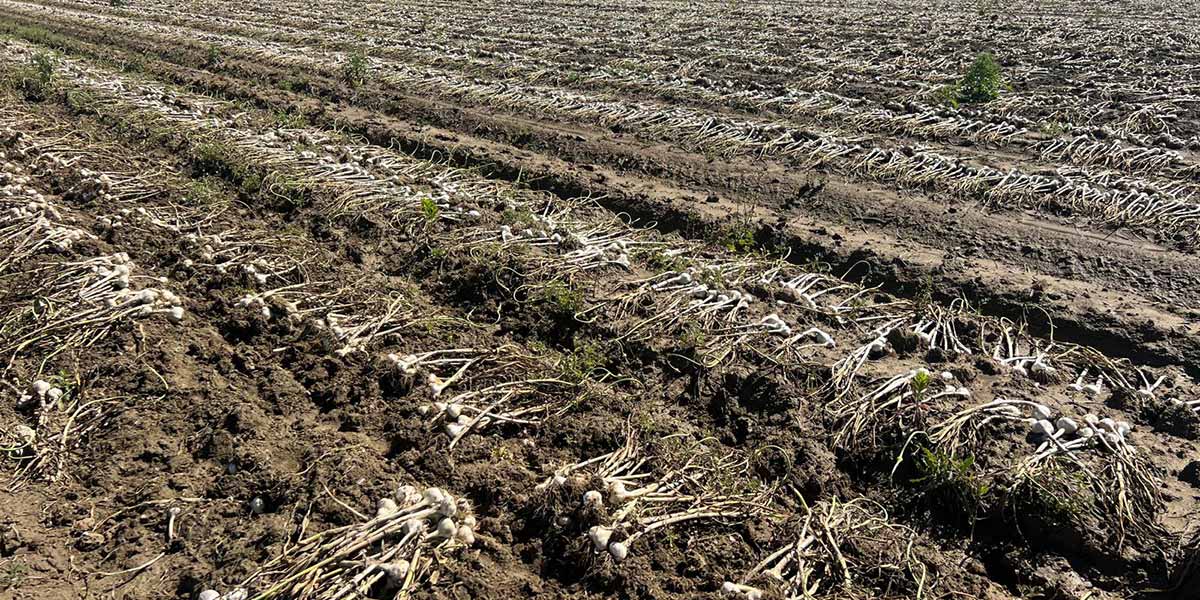 Aglio, buone prospettive per la campagna nazionale